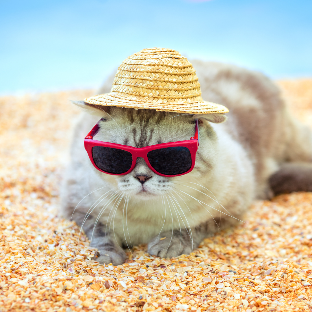 Keeping Your Furry Friends Cool in the Summer: Tips for a Happy and Healthy Pet