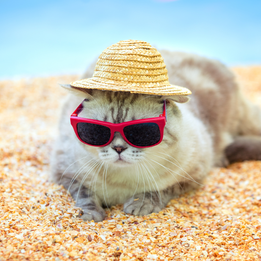 Keeping Your Furry Friends Cool in the Summer: Tips for a Happy and Healthy Pet