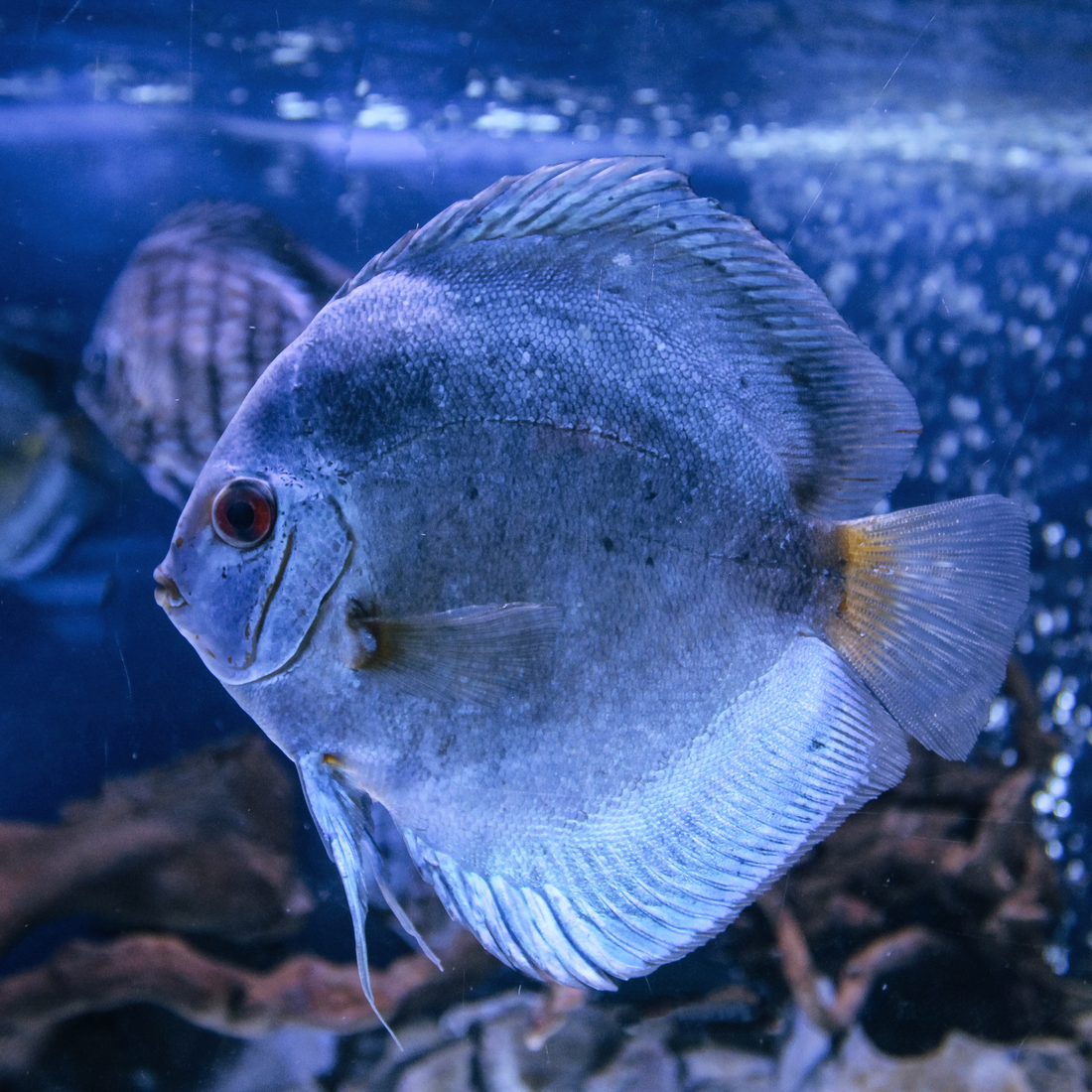 Dive into the World of Fish keeping: Top Three Beginner-Friendly Fish Species